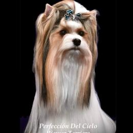 Chabela - Biewer Terrier