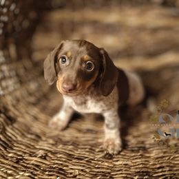 Cookie - Piebald female Dachshund puppy in Ocala, Florida from Seaside Dachshunds