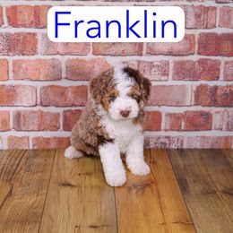 Franklin - Red merle male Assorted Doodle Crosses puppy in Calhoun, Georgia from Happy Top Doodles