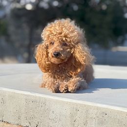 Curly - Poodle