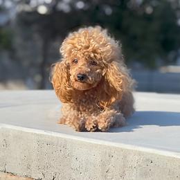 Curly - Poodle