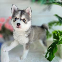 Verbena - Silver and white female Pomsky puppy in Princeton, Minnesota from Bluebird House of Pomsky