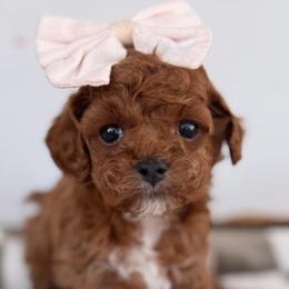 Cavapoos and Goldendoodles from Pedersendoodles