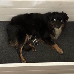 Toy Australian Shepherd puppies from Flying H Toy and Mini Aussies