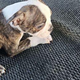 Light brindle Boy 1 - Boston Terrier puppy from Benhams Bostons