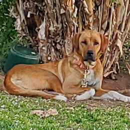 Mastiffs and Working Dog Crosses from DollarLazy Z Ranch