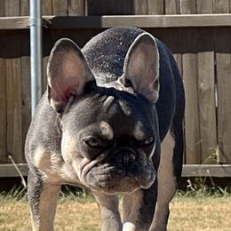 Lilly - French Bulldog