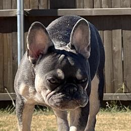 Lilly - French Bulldog