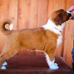 English Shepherd Puppies from Town & Country English Shepherds