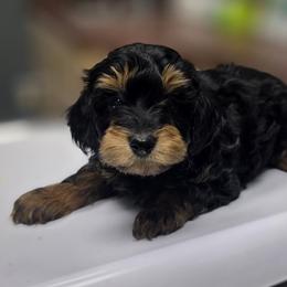 Peep - Phantom female Goldendoodle puppy in Decatur, Tennessee from Diamond's Doodles