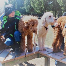 Goldendoodle Puppies from Kzoo Goldendoodles