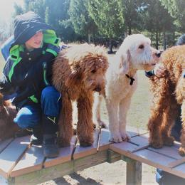Goldendoodle Puppies from Kzoo Goldendoodles