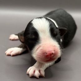 Camp - Black tri-color male Australian Shepherd puppy in New Boston, New Hampshire from Painted Pup Australian Shepherds