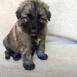 Huntsman (Light Blue) - Gray sable male Shiloh Shepherd puppy in Vancouver, Washington from North By Northwest Shilohs “NBNW”