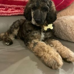 Goldendoodle puppies from Bambini Kennels