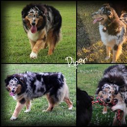 Piper - Australian Shepherd