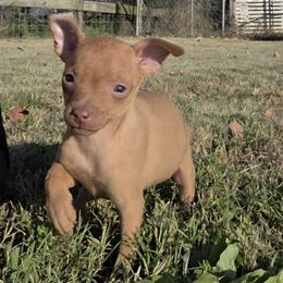 Demi - Pink collar - female Miniature Pinscher puppy in Ethridge, Tennessee from Liberty Hill Farm
