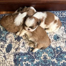 Shih Tzu puppies from Niepoetter Shih Tzus