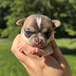 Sable - Black sabled fawn male Chihuahua puppy in Vineland, New Jersey from Royal Companion's