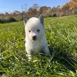 Ariel - Black and white female Pomsky puppy in Bucyrus, Missouri from Hill Top Pomskies