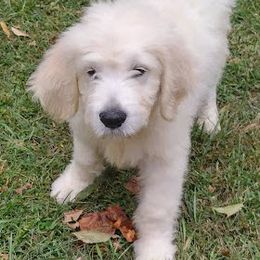 Goldendoodle Puppies from SUPERDog Doodles