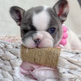 Sparty - Tricolors female French Bulldog puppy in Sterling Heights, Michigan from Freshwater Frenchies