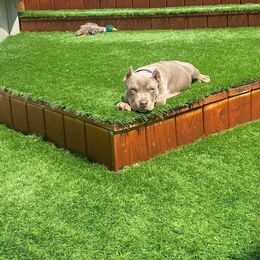 American Bully Puppies from Blueday Kennel