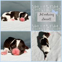 Bennett - Parti male Poodle puppy in Monroe, North Carolina from Toy Poodle Shenanigans