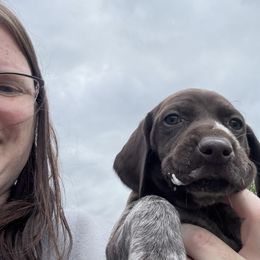 Jude - Liver roan female German Shorthaired Pointer puppy in Onalaska, Washington from Boonies Farms