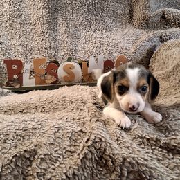 Girl 1 - Black tan and white female Beagle puppy in Laton, California from McMillan Family Kennels