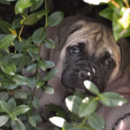 Bullmastiff Puppies from Folly's Bullmastiffs