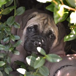 Bullmastiff Puppies from Folly's Bullmastiffs