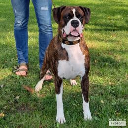 Winston - Boxer