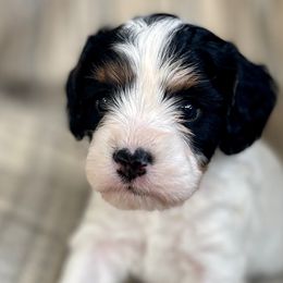 Australian Labradoodles and Cavapoos from Loving Labradoodle