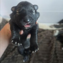 Star - Black female Keeshond puppy in Logan, Ohio from Hocking Hills Keeshonds