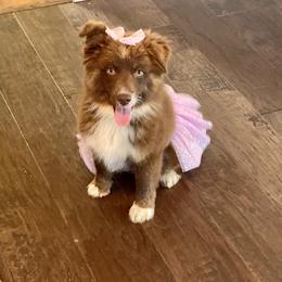Miniature Australian Shepherd Puppies from Circle D Miniature Australian Shepherds
