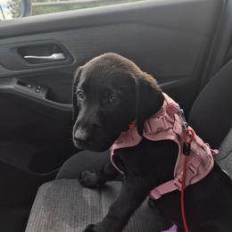 King - Black male Labrador Retriever puppy in Morrilton, Arkansas from Ancient Dogges Performance Dogs