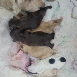 Cockapoo puppies from KDK Missouri Miniature Poodles