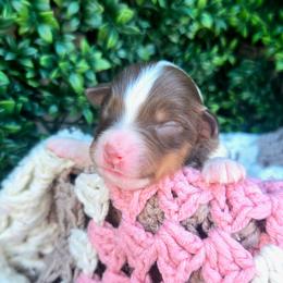 Miss Skye - Red tri female Toy Australian Shepherd puppy in Dolan Springs, Arizona from High Desert Companions