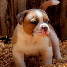 Macaroni - Fawn and white male Bulldog puppy in Washington from Sun City Campeiro Bulldogs