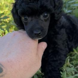 Willow - Black female Poodle puppy in Labelle, Florida from RomLein Poodle