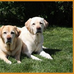 Labrador Retrievers from King's Ransom Labradors