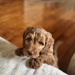 Bernedoodle and Labradoodle Puppies from Zehr’s Labradoodles & Bernedoodles