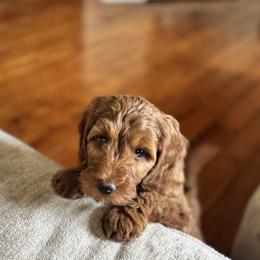 Bernedoodle and Labradoodle Puppies from Zehr’s Labradoodles & Bernedoodles