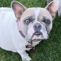 Bella - French Bulldog