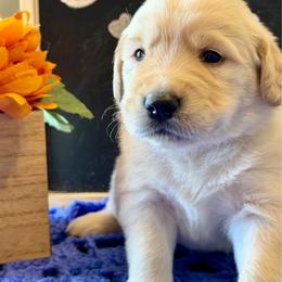 Farmer - Dark golden male Golden Retriever puppy in Doniphan, Missouri from Stockford’s Golden Retrievers