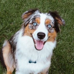 MILKA - Australian Shepherd
