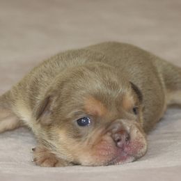 Baxter - Lilac tri-color male Bulldog puppy in Winnsboro, Texas from JP Ranch Bulldogs