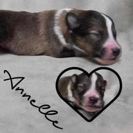 Annelle - Sable and white female Shetland Sheepdog puppy in Lebanon, Tennessee from Henotic Homestead's Shetland Sheepdogs