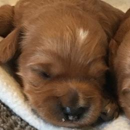 Female 1 - Red  female Goldendoodle puppy in Fredericksburg, Ohio from Timshell Farm Specialty Crossbreed Puppies
